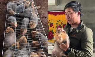 Nuôi 'con má vàng' xênh xang thu nhập