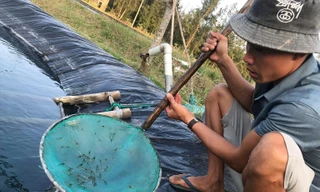 Quảng Nam – Nuôi tôm chưa bao giờ lỗ nặng đến thế