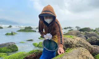 Những phụ nữ ‘cược’ mạng sống với biển, đu bám ghềnh đá hái rau nước mưu sinh 
