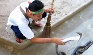 Nghề... dọn chuồng rắn độc