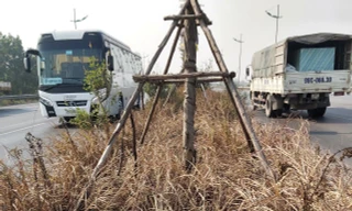 Cỏ và cây xanh trên quốc lộ 18 bị thiêu rụi