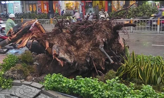 Cây xanh cao hơn 30m bật gốc, đè trúng người đi đường ở Sài Gòn