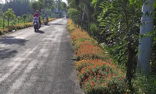 Những con đường rác được tô điểm sắc hoa ở Sài Gòn