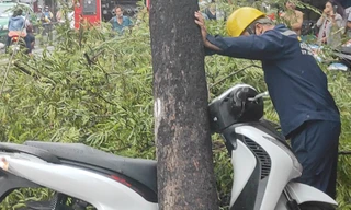 Cây me bật gốc sau mưa đè xe máy SH, đường phố kẹt cứng