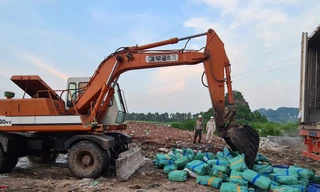 Tiêu hủy 24 tấn nội tạng, tai lưỡi lợn nhiễm dịch tả châu Phi