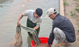 Nông dân Hải Phòng thấp thỏm lo rươi mất mùa