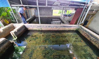 Hàng nghìn hộ dân bất an vì nước sinh hoạt chuyển màu, bốc mùi hôi nồng nặc