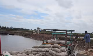 Người nuôi ngao điêu đứng vì thương lái ngoại