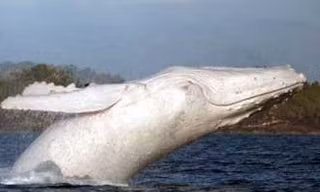 Ngắm cá voi lưng gù màu trắng cực hiếm