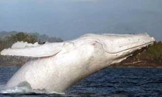 Ngắm cá voi lưng gù màu trắng cực hiếm