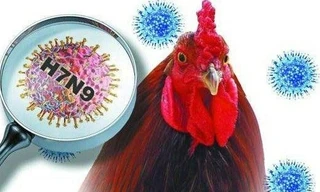 H7N9 là một trong những chủng cúm gia cầm nguy hiểm nhất thế giới