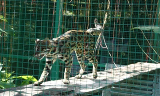 Con mèo rừng quý hiếm vừa được BV Gia An 115 giao trả Vườn Quốc gia Cát Tiên