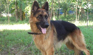 Bé 2 tuổi bị chó béc-giê cắn lòi nhãn cầu