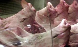 Trung Quốc phát hiện chất độc trong thuốc thú y