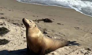 Hải cẩu và cá heo chết hàng loạt ở bờ biển California