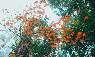 Xuyên qua rừng phong lá đỏ nhuộm thắm đất trời Tây Bắc