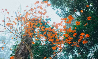 Xuyên qua rừng phong lá đỏ nhuộm thắm đất trời Tây Bắc