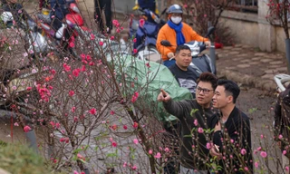 Người dân Hà Thành xuống phố sắm đào cuối vụ cúng Rằm tháng Giêng