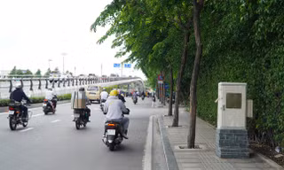 Hàng cây bị 'bức tử' trên đường vào sân bay Tân Sơn Nhất được giải cứu