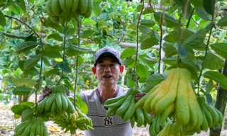 Phật thủ giá 'bạc triệu' ở Hà Nội đắt khách dịp Tết Nguyên đán 2023