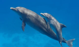 Cá heo cũng biết nói ngọng, nựng con như người