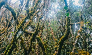 Lạc vào rừng rêu cổ tích trên đỉnh Tà Xùa