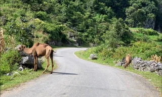 Cao Bằng liên tiếp xuất hiện động vật kỳ lạ: Hết chuột túi lại đến lạc đà
