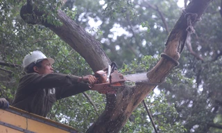 Cận cảnh chặt hạ 3 cây sưa quý hiếm chết ven hồ Gươm