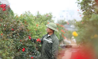 'Luyện' những siêu phẩm hoa hồng, nông dân Hà Nội thu về hàng trăm triệu mỗi năm