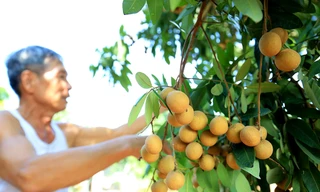 Thăm kinh đô nhãn lồng nức tiếng ngàn xưa