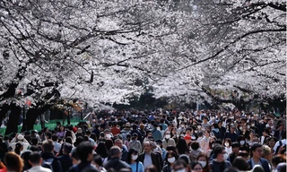 Dòng người trong công viên Ueno dự lễ hội hoa anh đào hôm 22/3. (Ảnh: Reuters)