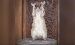 Chú chuột Magawa. (Ảnh: PDSA)