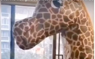 Người phụ nữ mặc đồ hóa trang thành hươu cao cổ khi vào viện. (Ảnh từ clip)