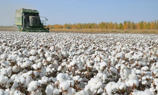 Một cánh đồng bông ở Tân Cương