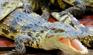 Nghiên cứu về giọng bò sát là một trong những nghiên cứu được trao giải thưởng nghiên cứu gây cười