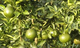 Cây quýt gai chữa phong thấp, đau lưng