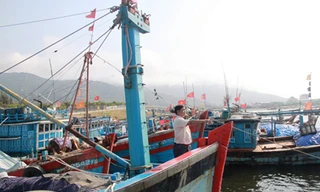 Đại gia đình Hoàng Sa