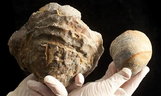 Hóa thạch hàu 150 triệu tuổi ngậm 'ngọc trai khổng lồ'