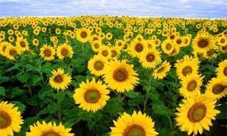 Nhật dùng cây hoa hướng dương khử xạ cho đất