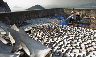 Trung Quốc: Vi cá mập 'giả' chứa hóa chất độc hại