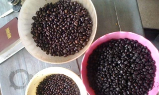 Giật mình cà phê chế biến từ đậu nành cháy