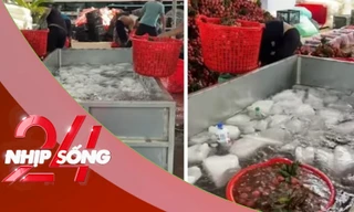 NHỊP SỐNG: Vải thiều mới thu hoạch được ngâm nước đá, chuyên gia lý giải