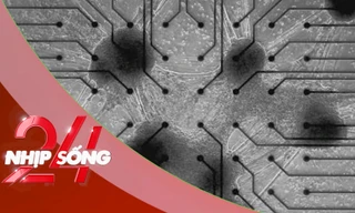 NHỊP SỐNG 24: Máy tính đầu tiên trên thế giới chạy bằng tế bào não sống của con người