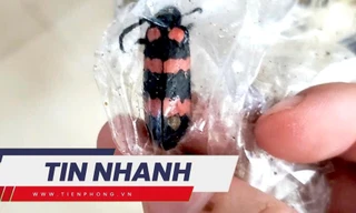TIN NHANH: Tử vong sau ăn sâu 'tăng cường sinh lý'; WHO họp khẩn về bệnh đậu mùa khỉ