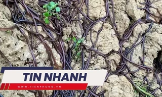 TIN NHANH: Nguyên nhân hàng nghìn con giun chui lên mặt đất khiến người dân lo lắng