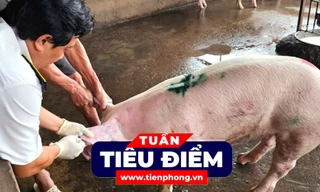 TIÊU ĐIỂM: Kết quả xác minh vụ đóng dấu kiểm dịch sai đối với heo bệnh của Công ty C.P