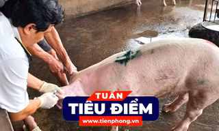 TIÊU ĐIỂM: Kết quả xác minh vụ đóng dấu kiểm dịch sai đối với heo bệnh của Công ty C.P