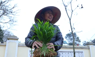 Phiên chợ bán lúa non hiếm có chỉ họp ít ngày rồi tự tan