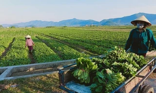 Hàng nghìn tấn rau nằm ruộng, nông dân thấp thỏm 'đỏ mắt' chờ người mua