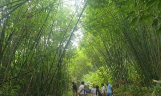 Cây lùng giúp dân miền núi Nghệ An xóa đói giảm nghèo bền vững